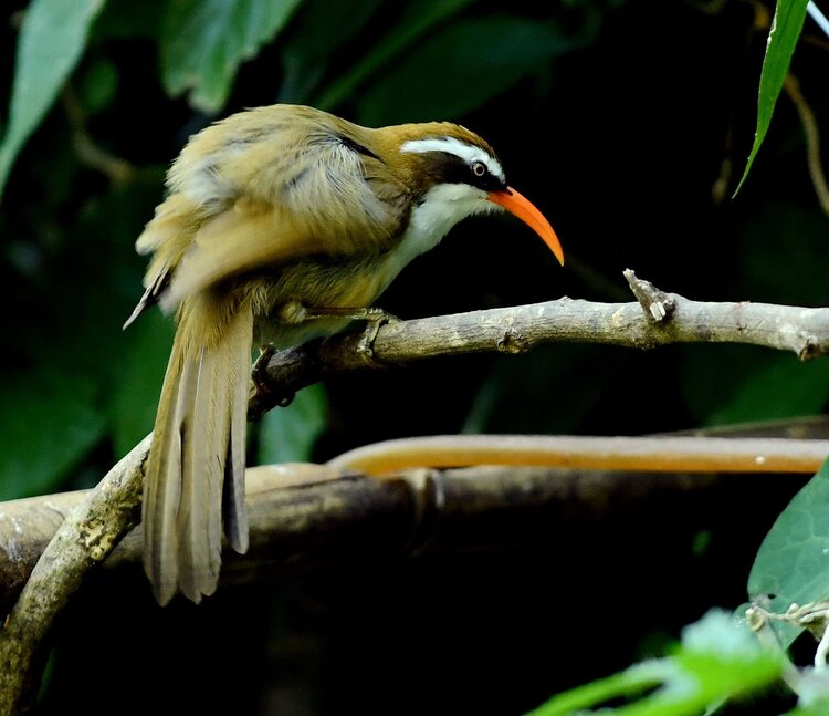 关于专职费用点下率球员鸟，莺语的信息